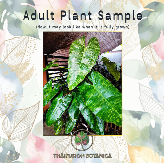 Philodendron Jose Buono Variegated