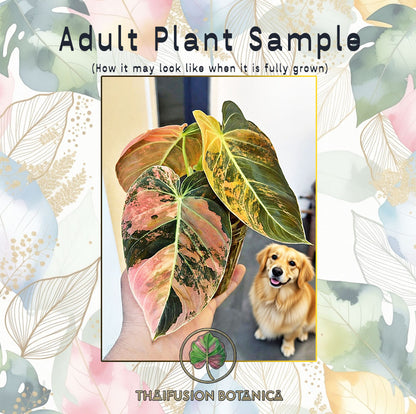 Philodendron Melanochrysum Variegated