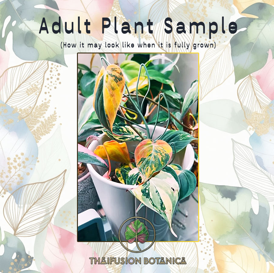 Philodendron Micans Variegated
