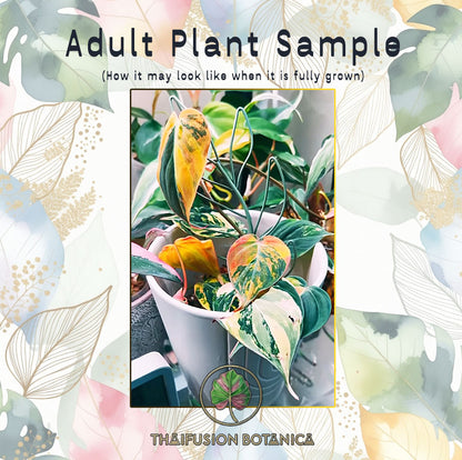 Philodendron Micans Variegated