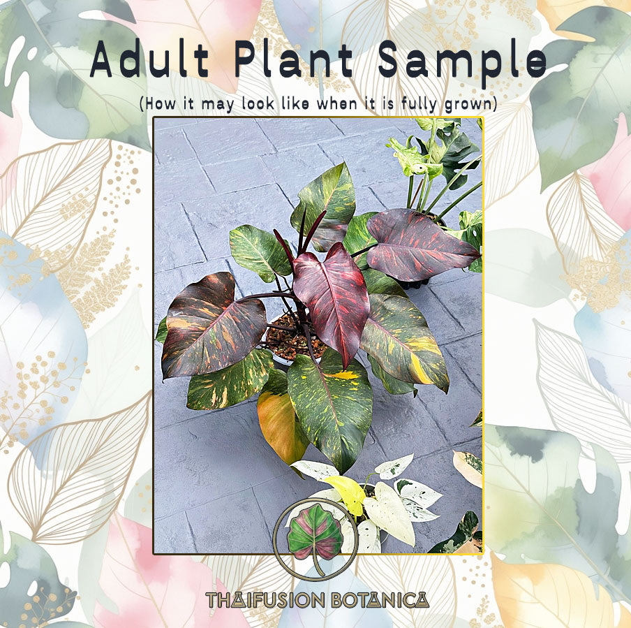 Philodendron Orange Princess Variegated
