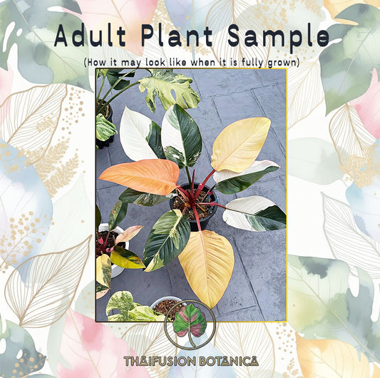 Philodendron Red Congo Variegated