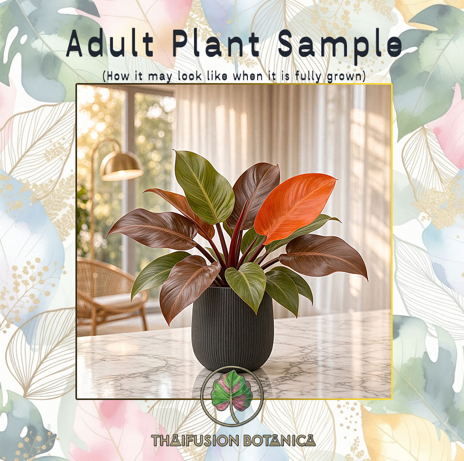 Philodendron Sunlight