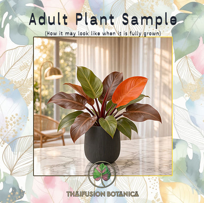 Philodendron Sunlight