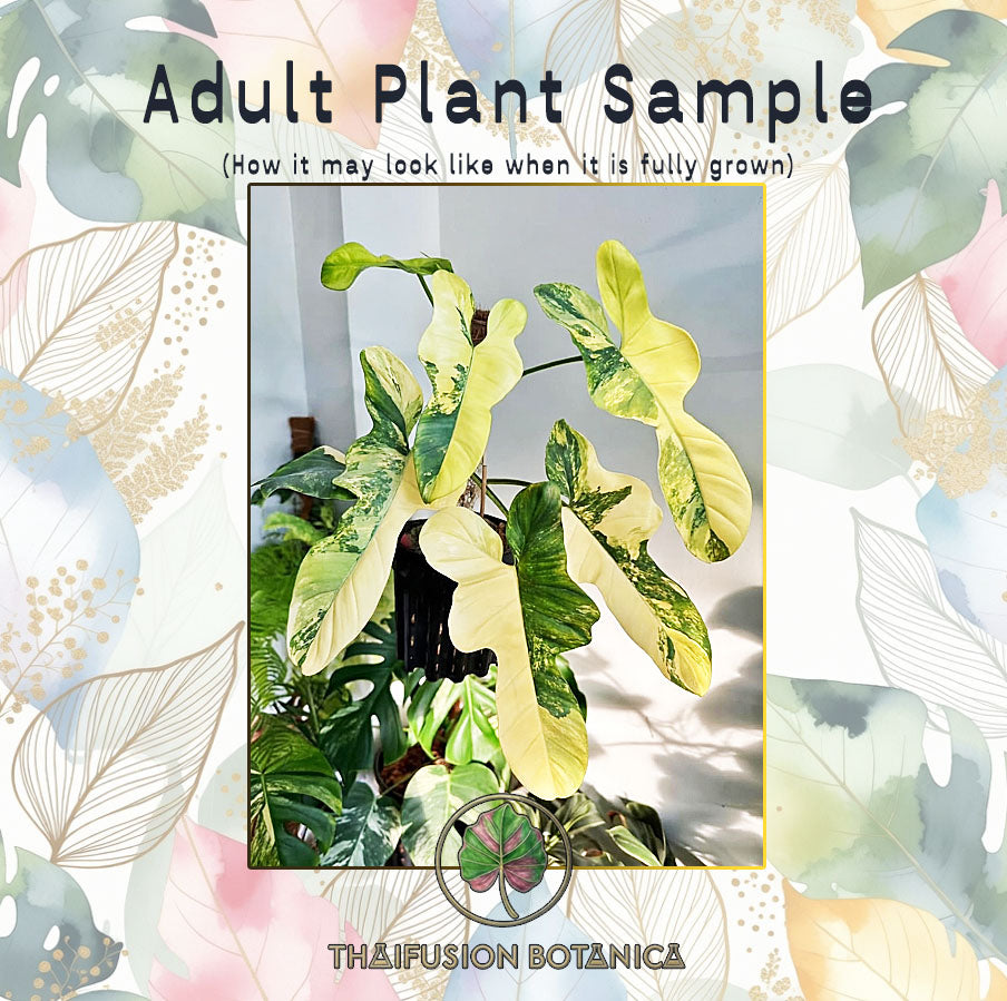 Philodendron Violin Variegated