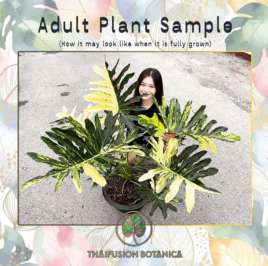Philodendron Williamsii Variegated