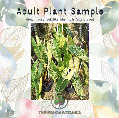 Philodendron Billietiae Variegated