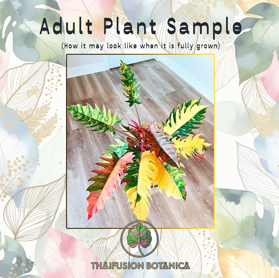 Philodendron Caramel Marble Variegated