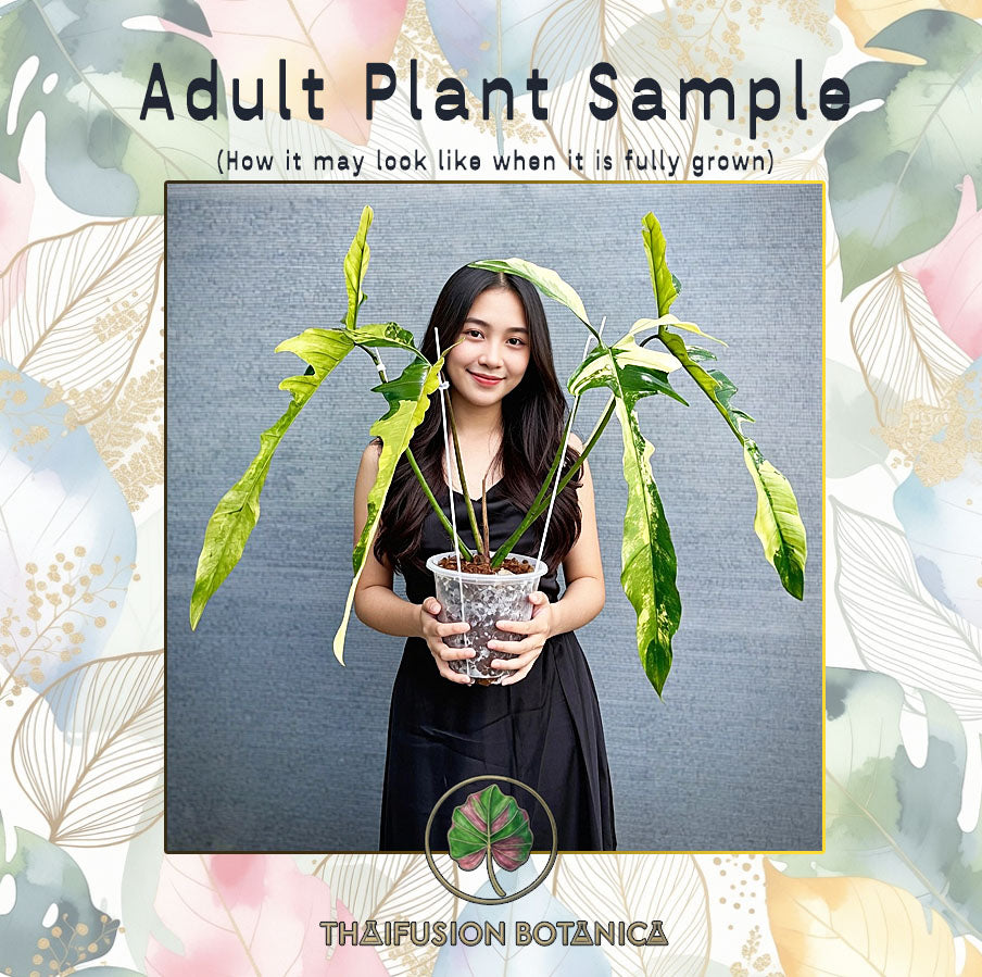 Philodendron Longilobatum Lelano Miyano Variegated