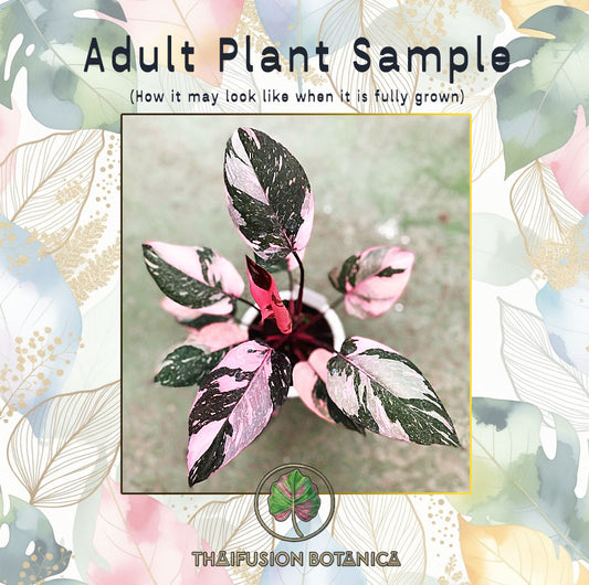 Philodendron Pink Princess Marble King