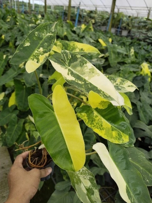 Philodendron Burle Marx Variegated bareroot division
