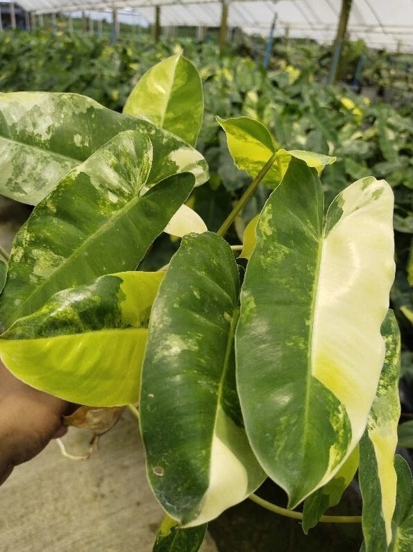 Philodendron Burle Marx Variegated variegation pattern