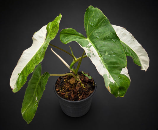 Philodendron Paraiso Albo Variegated bareroot roots