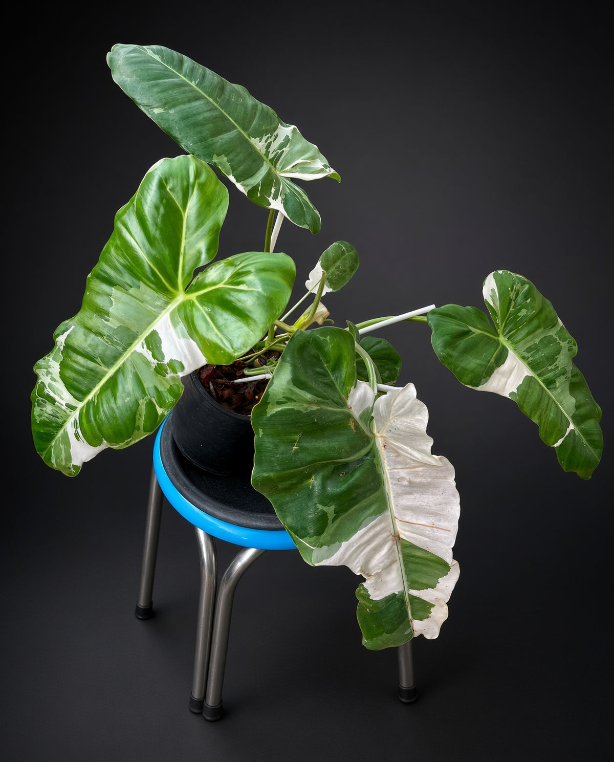 Philodendron Paraiso Albo Variegated leaf detail