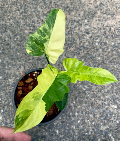Philodendron Florida Beauty Variegated bareroot division