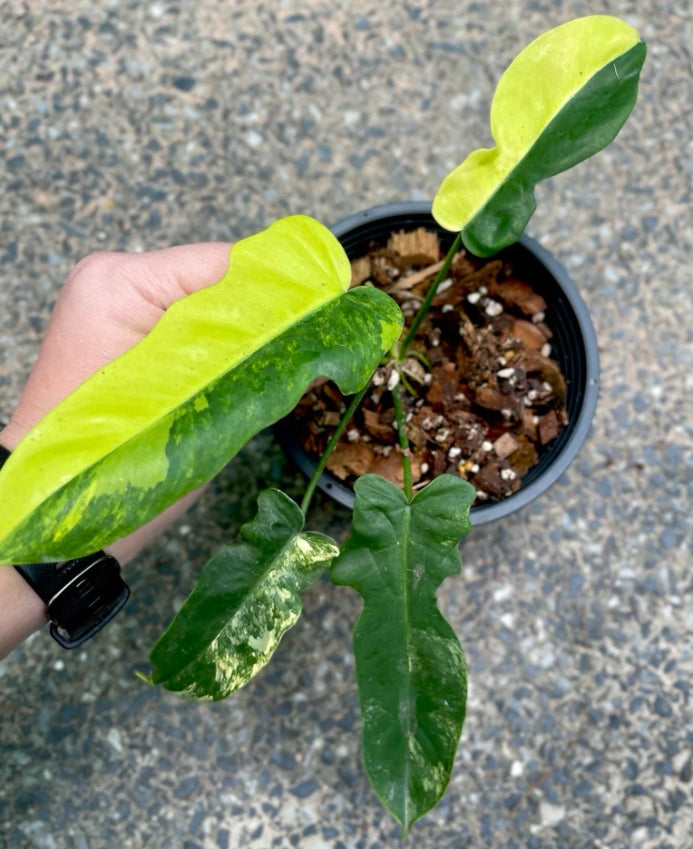 Philodendron Florida Beauty Variegated leaf detail
