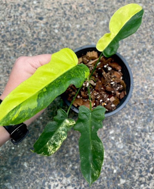 Philodendron Florida Beauty Variegated leaf detail