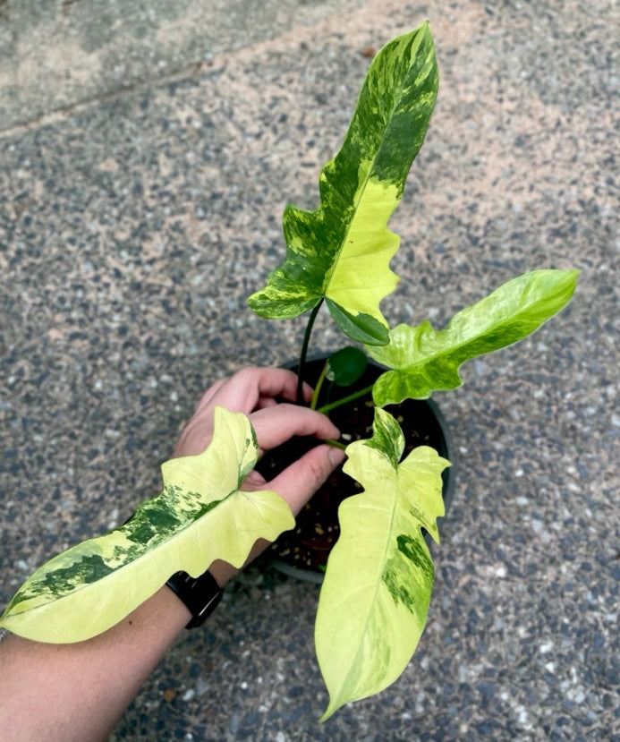 Philodendron Florida Beauty Variegated variegation pattern