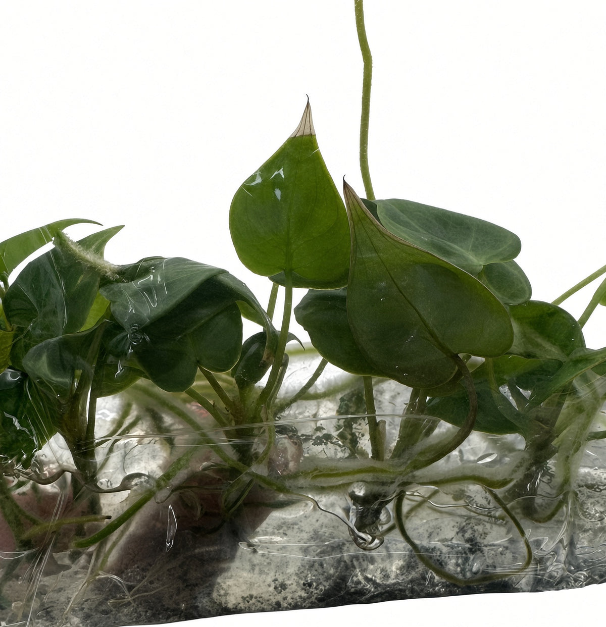 Philodendron Billietiae (Green)