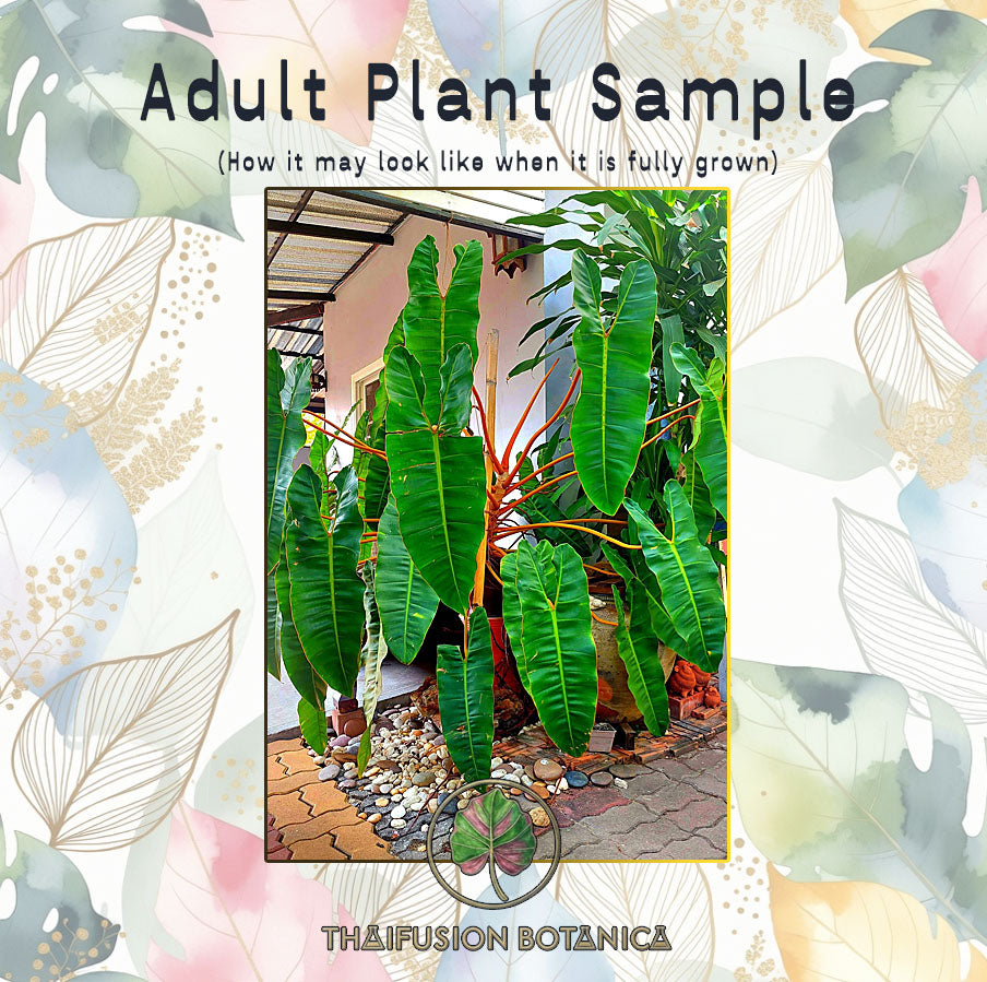 Philodendron Billietiae (Green)
