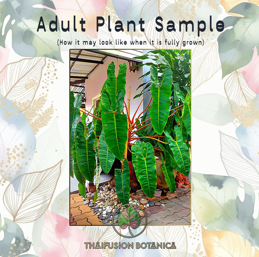 Philodendron Billietiae (Green)