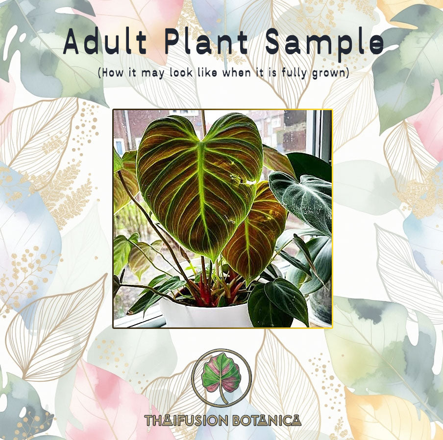 Philodendron El Chico Red