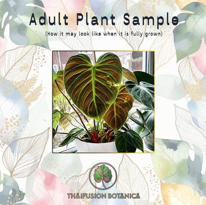 Philodendron El Chico Red