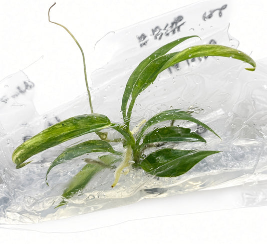 Philodendron Florida Beauty Variegated