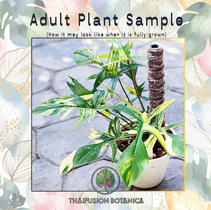 Philodendron Florida Beauty Variegated