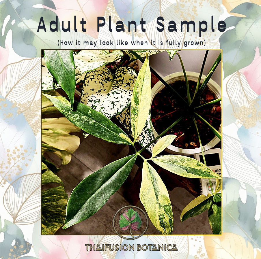 Philodendron Goeldii Variegated