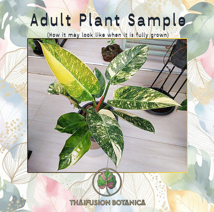 Philodendron Green Congo Hybrid Variegated