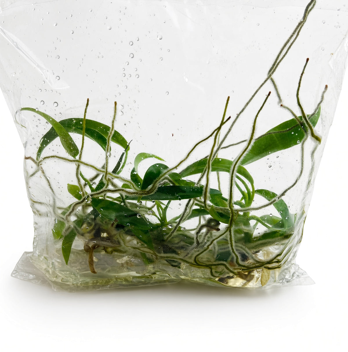 Philodendron Joepii (Green)