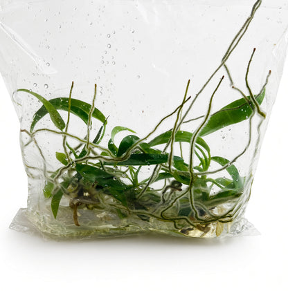 Philodendron Joepii (Green)