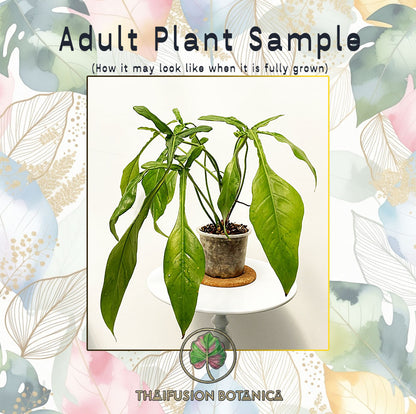 Philodendron Joepii (Green)