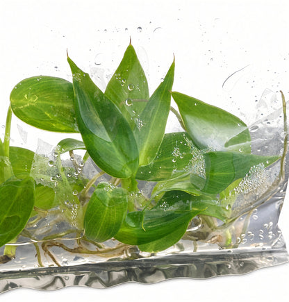 Philodendron Spiritus Sancti