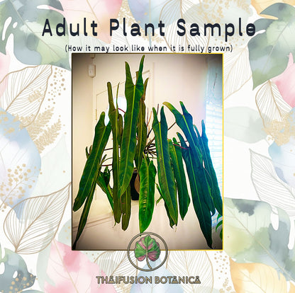 Philodendron Spiritus Sancti