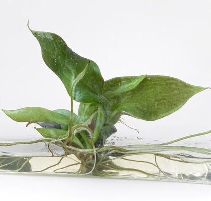 Philodendron Snowdrift
