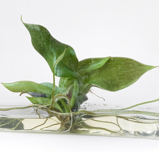 Philodendron Snowdrift