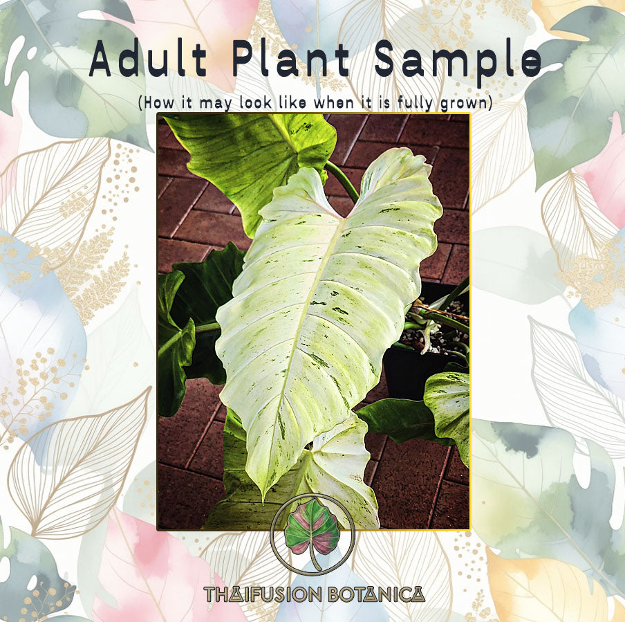 Philodendron Snowdrift
