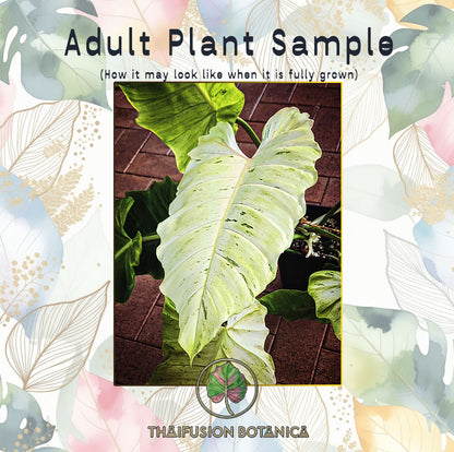 Philodendron Snowdrift