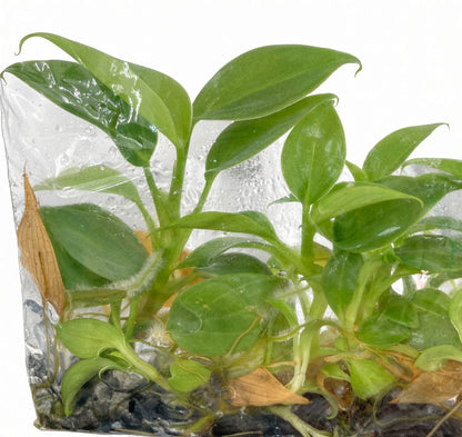 Philodendron 69686