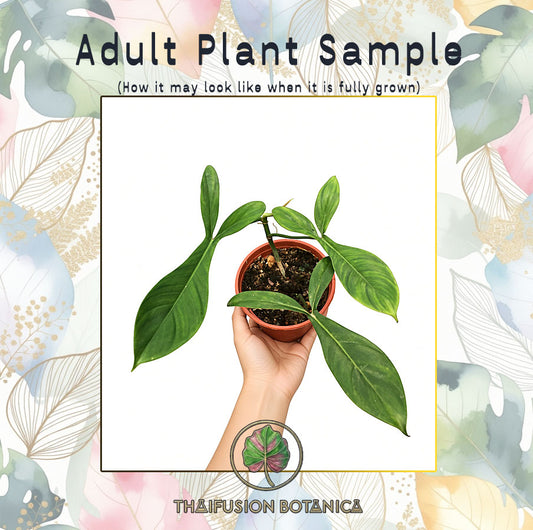 Philodendron 69686