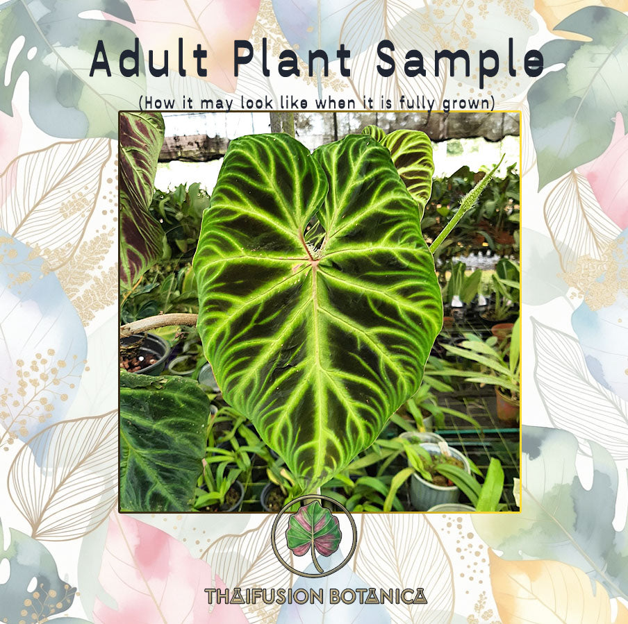 Philodendron Verrucosum