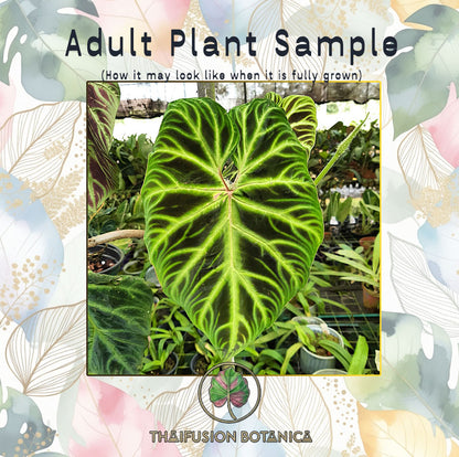 Philodendron Verrucosum