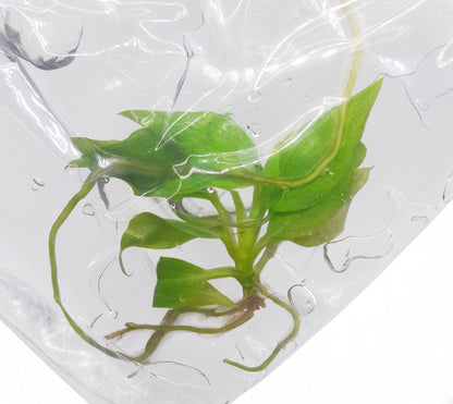 Philodendron Bob Cee Variegated