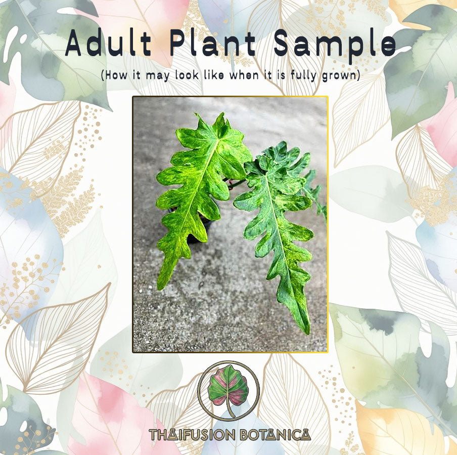 Philodendron Bob Cee Variegated