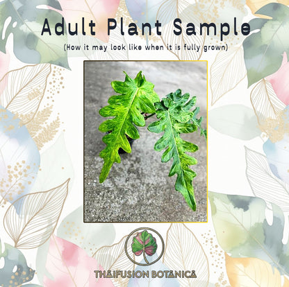 Philodendron Bob Cee Variegated