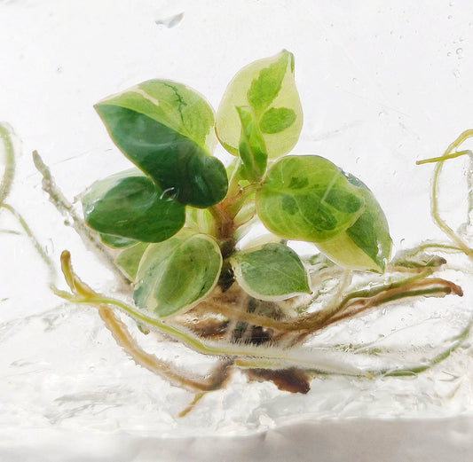 Philodendron Billietiae Mutation Variegated tissue culture plantlet