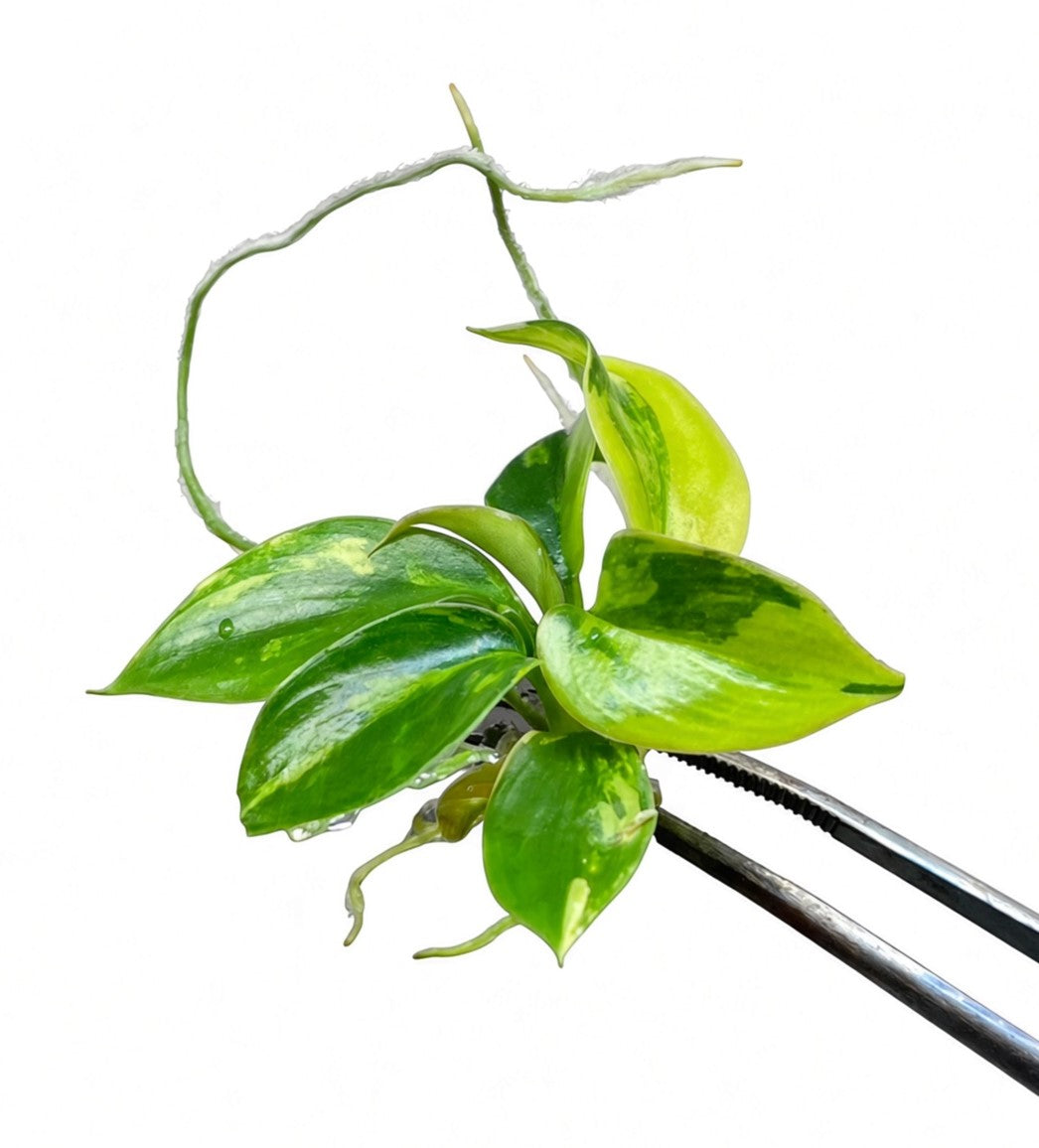 Philodendron Florida Beauty x Mayoi (Kitina) Variegated tissue culture plantlet
