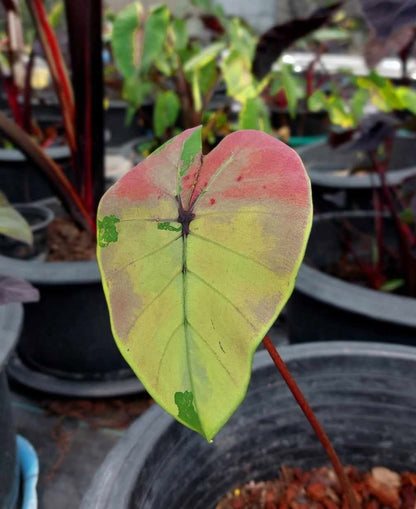 Colocasia Phet Pethai